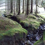 Inverrigan brook woods