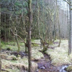 Inverrigan moss treeswoods